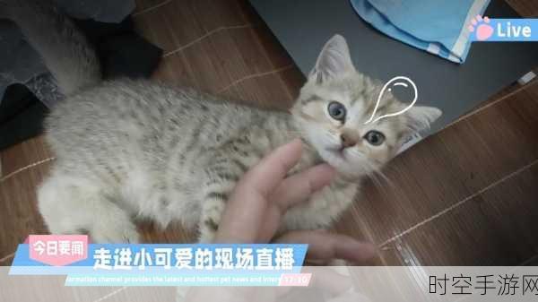 萌宠来袭！3D小猫咪模拟器手游，沉浸式撸猫新体验