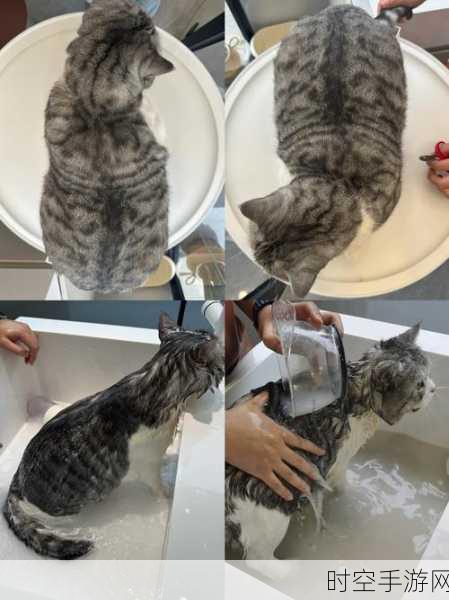 汉化中文版猫猫水疗馆上线，萌宠治愈系模拟经营新体验