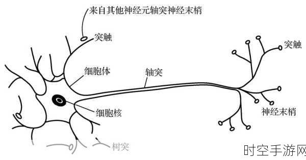 探秘神经元，信息传递的神奇机制