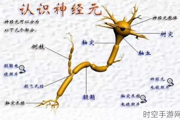 探秘神经元，信息传递的神奇机制