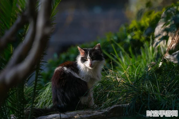 猫和老鼠手游，二武器实力大揭秘，谁能称霸战场？