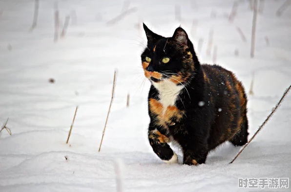 原神骰子猫与卡牌的战场，解锁条件与对战攻略大揭秘