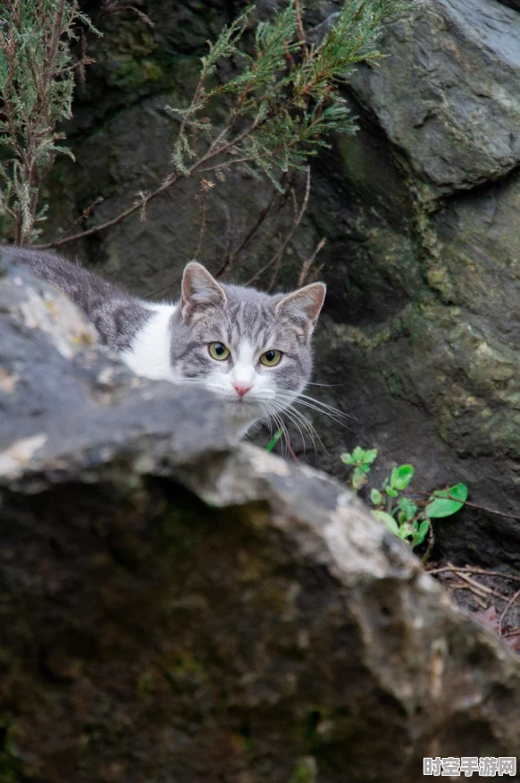 怪物猎人崛起，燕雀石挖掘秘籍大公开