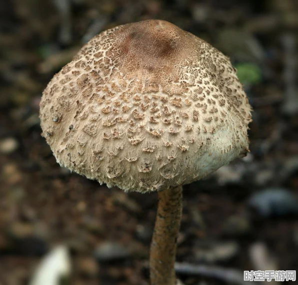 动物餐厅蘑菇转台全攻略，解锁技巧与独特功能深度剖析