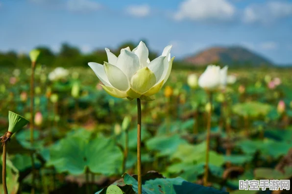 江南百景图，荷花池塘兑换秘籍，最佳建筑选择大揭秘！