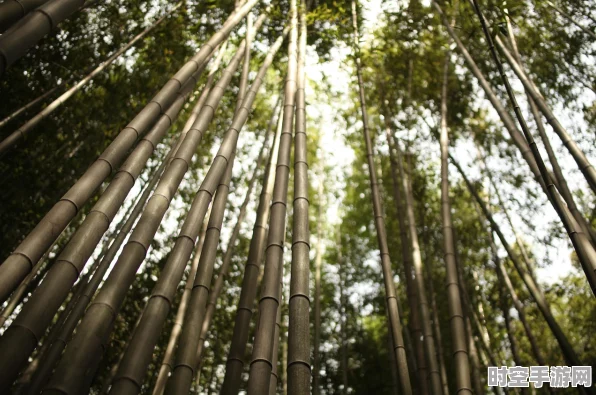 江南百景图，探寻竹林南边的神秘之地与正确线路