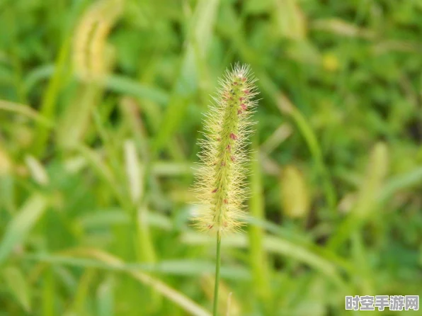 创造与魔法，龙草种植秘籍大揭秘