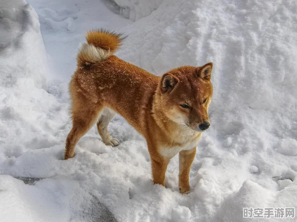 柴犬小宝的秘密邀请，动物餐厅来信解锁全攻略