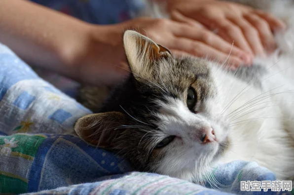 手游新潮流，揭秘小猫睡床上休闲攻略，赢取限定宠物大奖