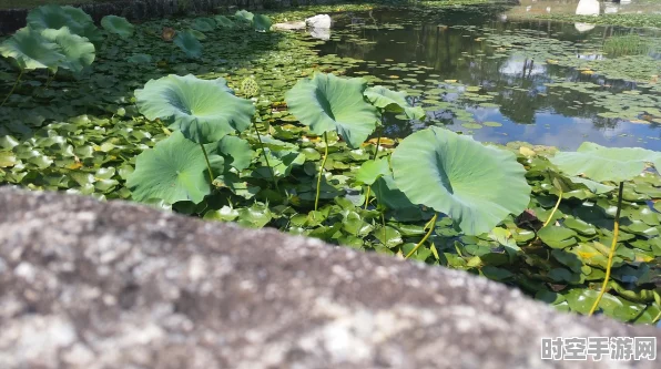 江南百景图荷花池塘兑换秘籍，方法与划算度全解析