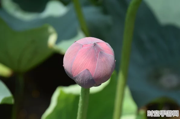 江南百景图荷花池塘兑换秘籍，方法与划算度全解析