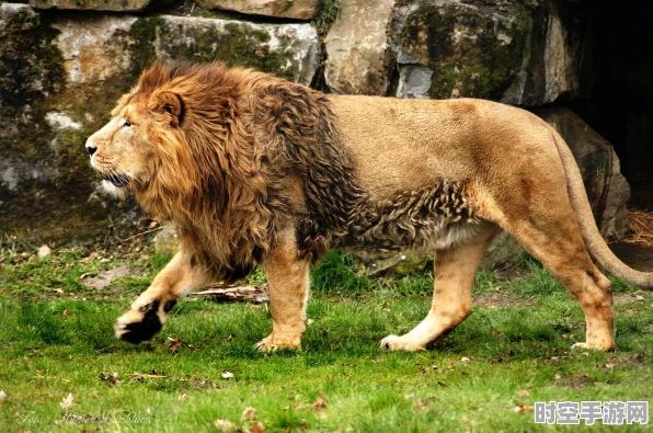 猎手之王，陷阱巧用秘籍，制敌取胜法宝